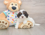 5 week old Havapoo Puppy For Sale - Windy City Pups