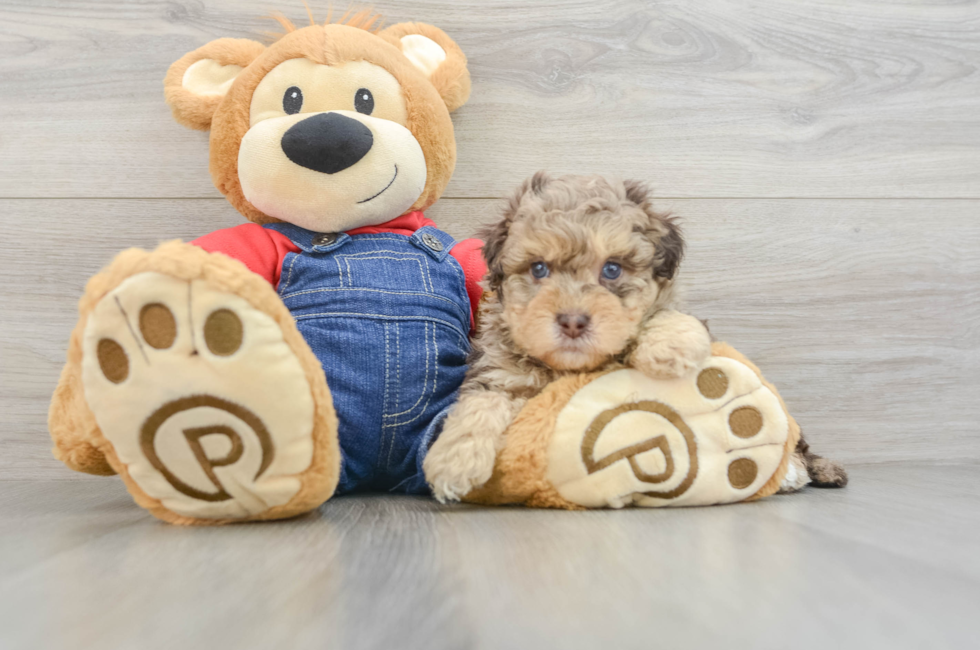 7 week old Havapoo Puppy For Sale - Windy City Pups