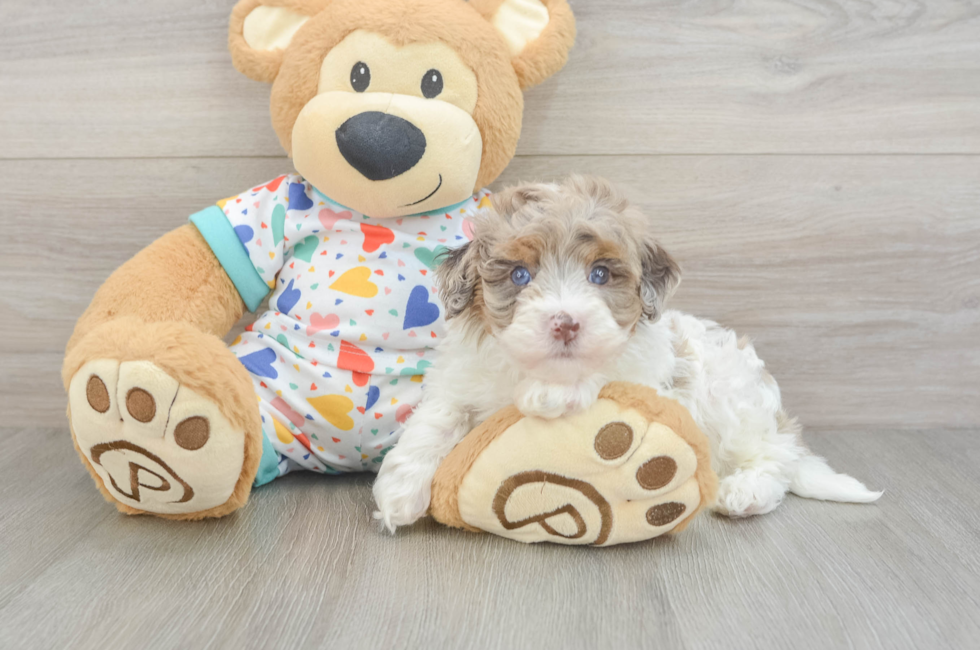 5 week old Havapoo Puppy For Sale - Windy City Pups