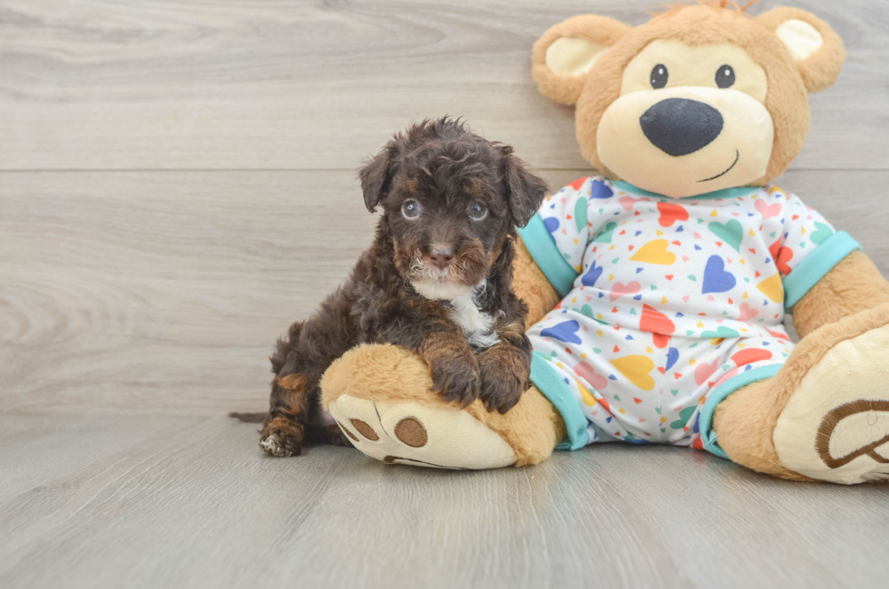 5 week old Havapoo Puppy For Sale - Windy City Pups