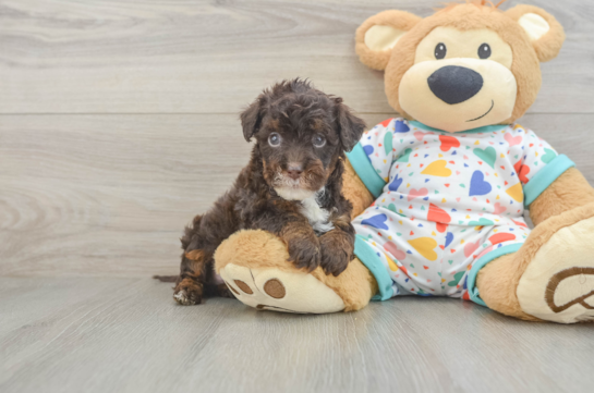 Playful Havadoodle Poodle Mix Puppy