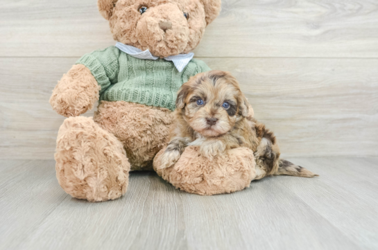 Smart Havapoo Poodle Mix Pup