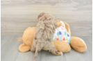 Havapoo Puppy for Adoption