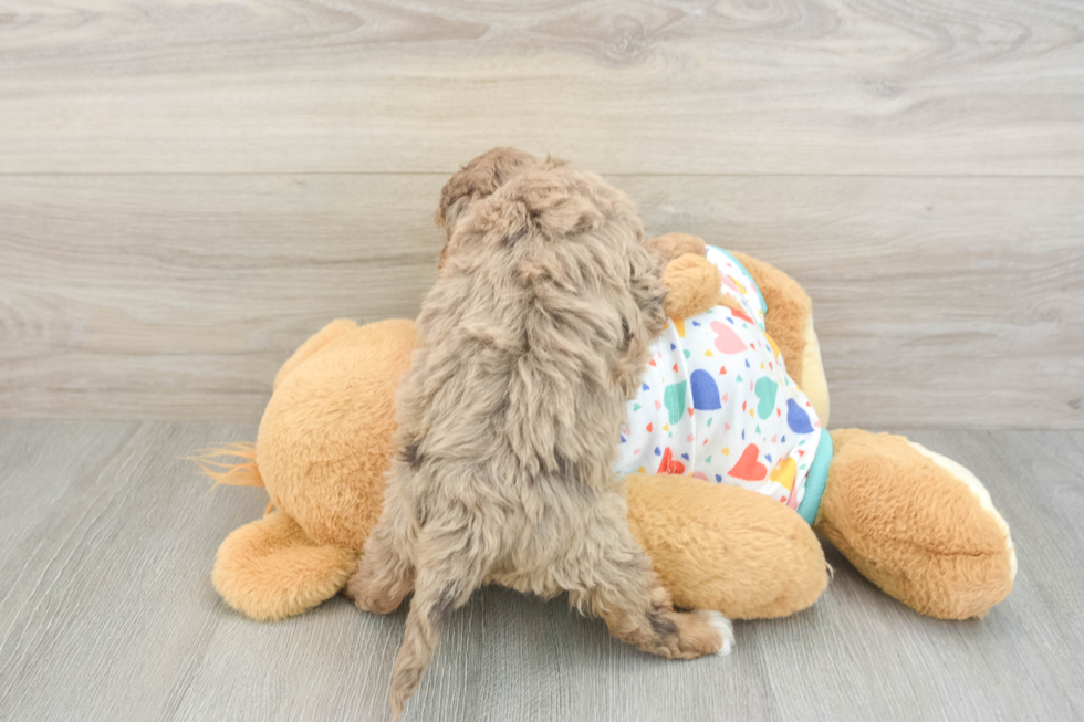 Havapoo Puppy for Adoption