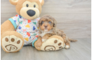 Small Havapoo Baby