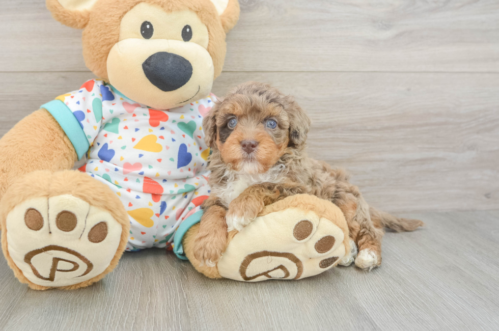 5 week old Havapoo Puppy For Sale - Windy City Pups
