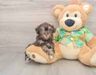 8 week old Havapoo Puppy For Sale - Windy City Pups
