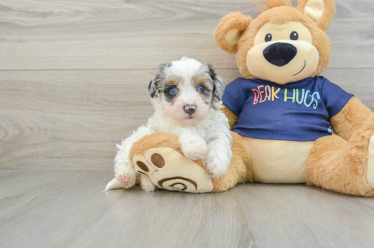 Hypoallergenic Havadoodle Poodle Mix Puppy