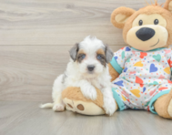 9 week old Havapoo Puppy For Sale - Windy City Pups