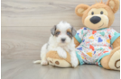 Cute Havapoo Baby