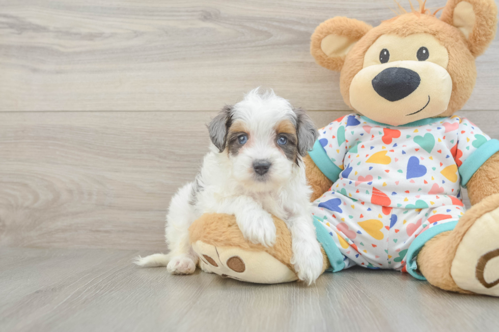 Cute Havapoo Baby