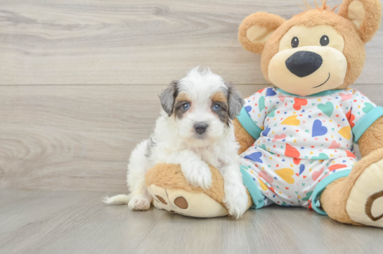 Cute Havapoo Baby