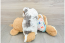 Funny Havapoo Poodle Mix Pup