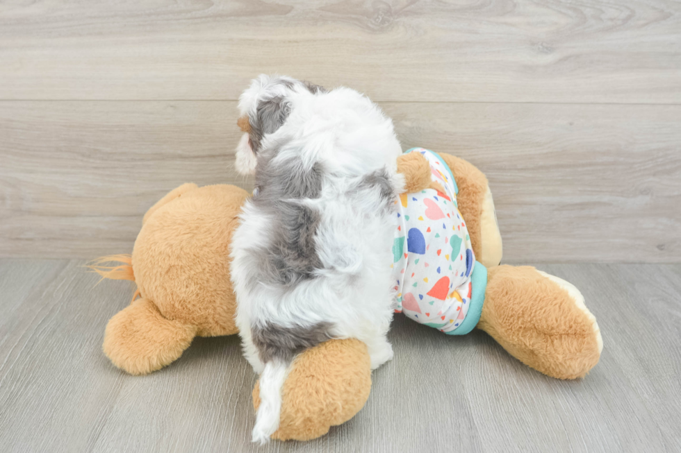 Funny Havapoo Poodle Mix Pup