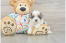 Playful Havadoodle Poodle Mix Puppy