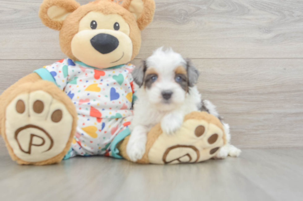 Playful Havadoodle Poodle Mix Puppy