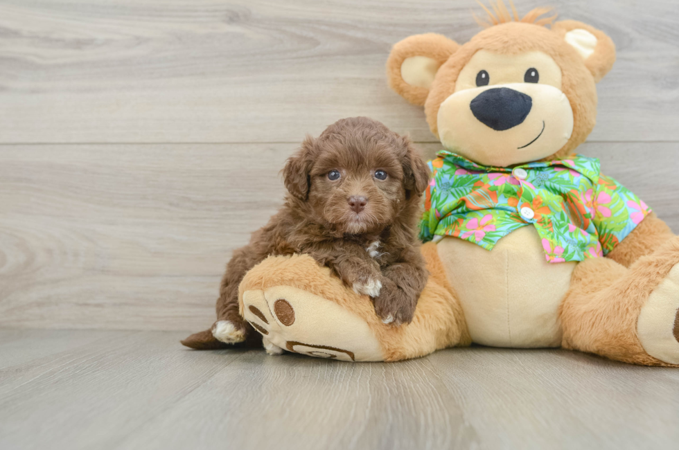 6 week old Havapoo Puppy For Sale - Windy City Pups