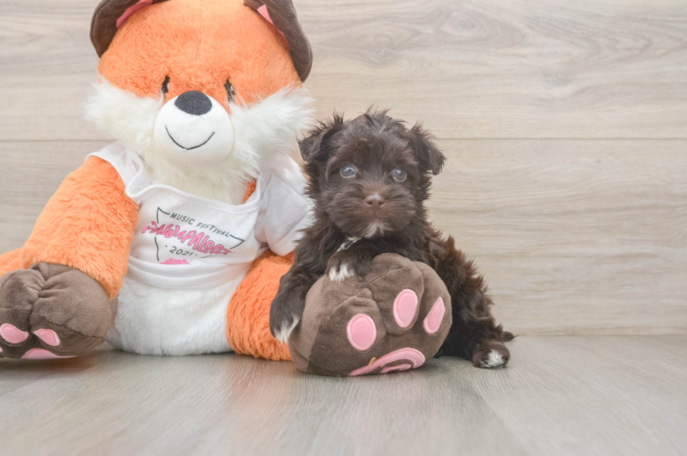 5 week old Havapoo Puppy For Sale - Windy City Pups
