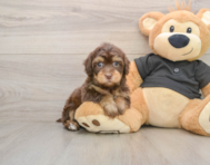 7 week old Havapoo Puppy For Sale - Windy City Pups