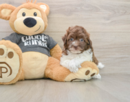 8 week old Havapoo Puppy For Sale - Windy City Pups
