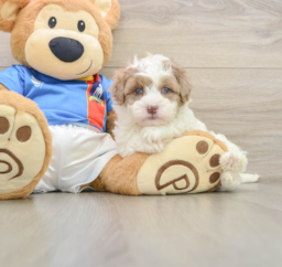 5 week old Havapoo Puppy For Sale - Windy City Pups