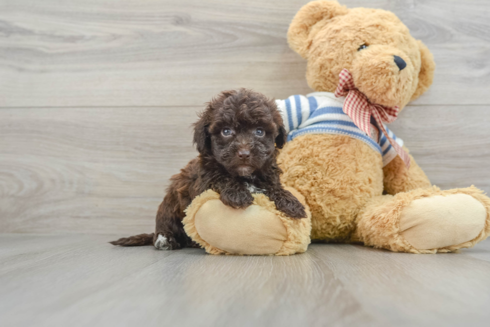 Funny Havapoo Poodle Mix Pup