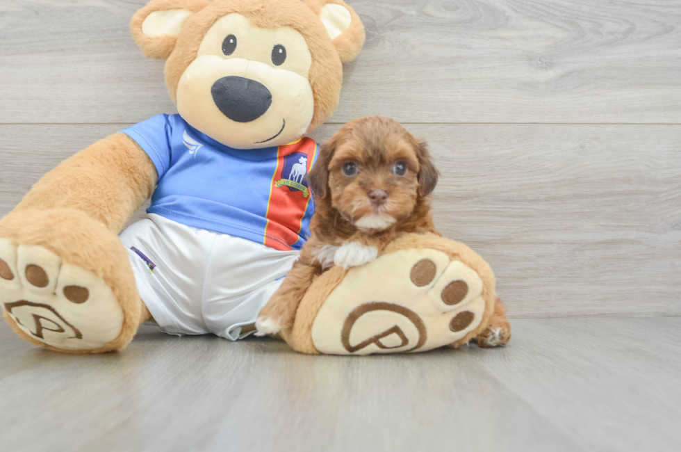 6 week old Havapoo Puppy For Sale - Windy City Pups