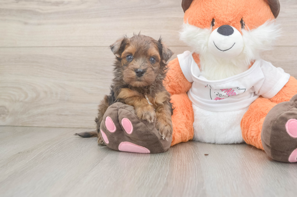 5 week old Havapoo Puppy For Sale - Windy City Pups