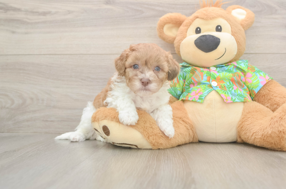 6 week old Havapoo Puppy For Sale - Windy City Pups