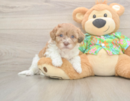 7 week old Havapoo Puppy For Sale - Windy City Pups 7 week old Havapoo Puppy For Sale - Windy City Pups