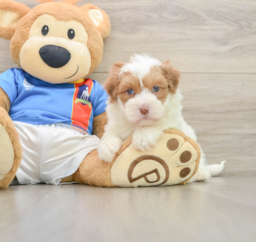 5 week old Havapoo Puppy For Sale - Windy City Pups