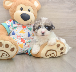 6 week old Havapoo Puppy For Sale - Windy City Pups