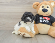 7 week old Havapoo Puppy For Sale - Windy City Pups