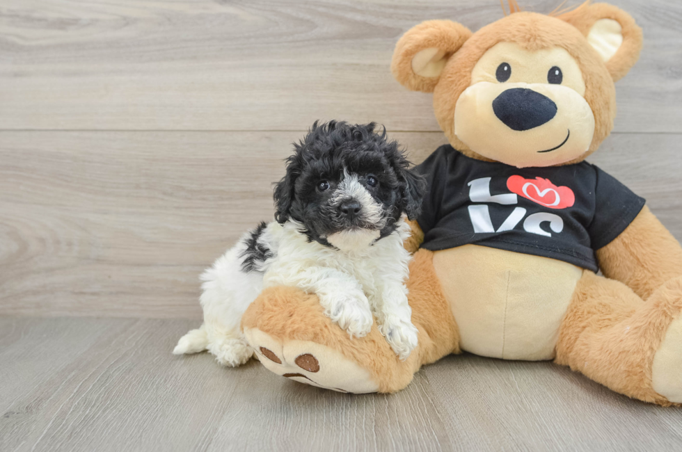 7 week old Havapoo Puppy For Sale - Windy City Pups