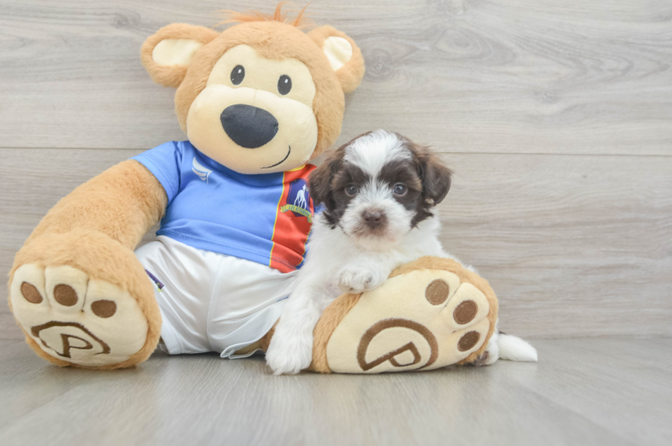6 week old Havapoo Puppy For Sale - Windy City Pups