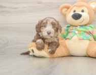 7 week old Havapoo Puppy For Sale - Windy City Pups