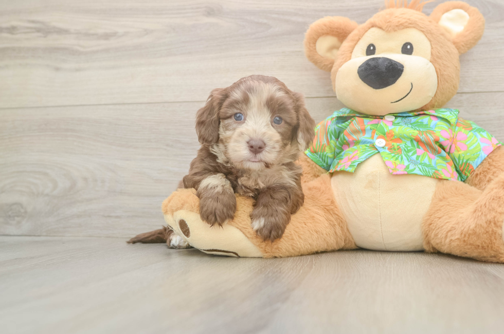 6 week old Havapoo Puppy For Sale - Windy City Pups