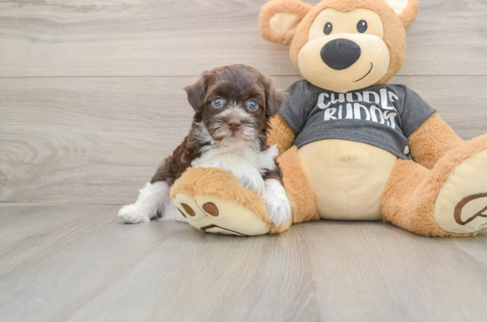 Havapoo Puppy for Adoption