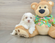 7 week old Havapoo Puppy For Sale - Windy City Pups