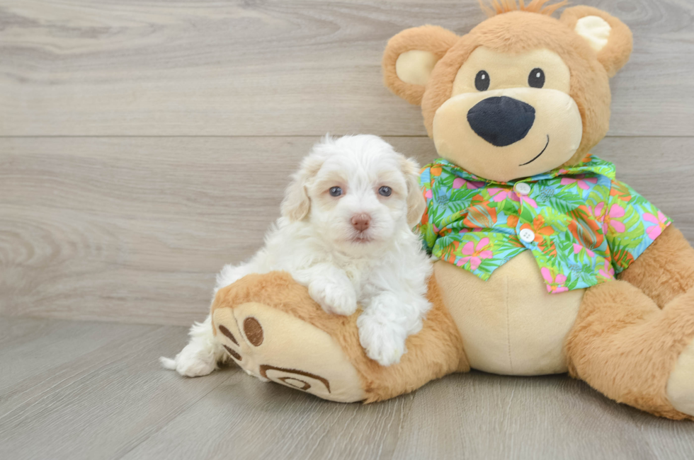 6 week old Havapoo Puppy For Sale - Windy City Pups