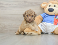 8 week old Havapoo Puppy For Sale - Windy City Pups