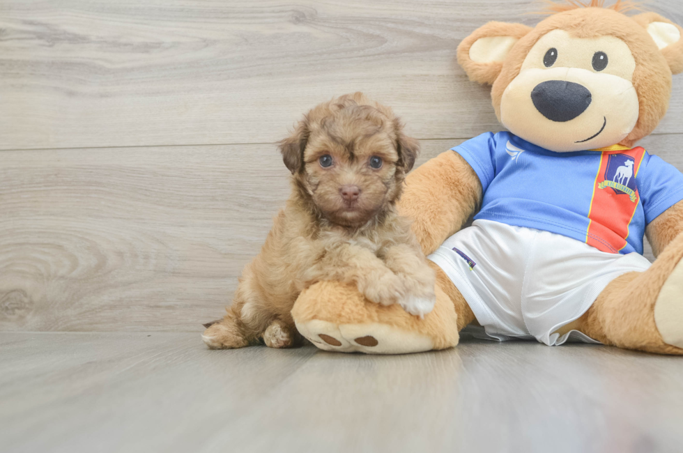 6 week old Havapoo Puppy For Sale - Windy City Pups