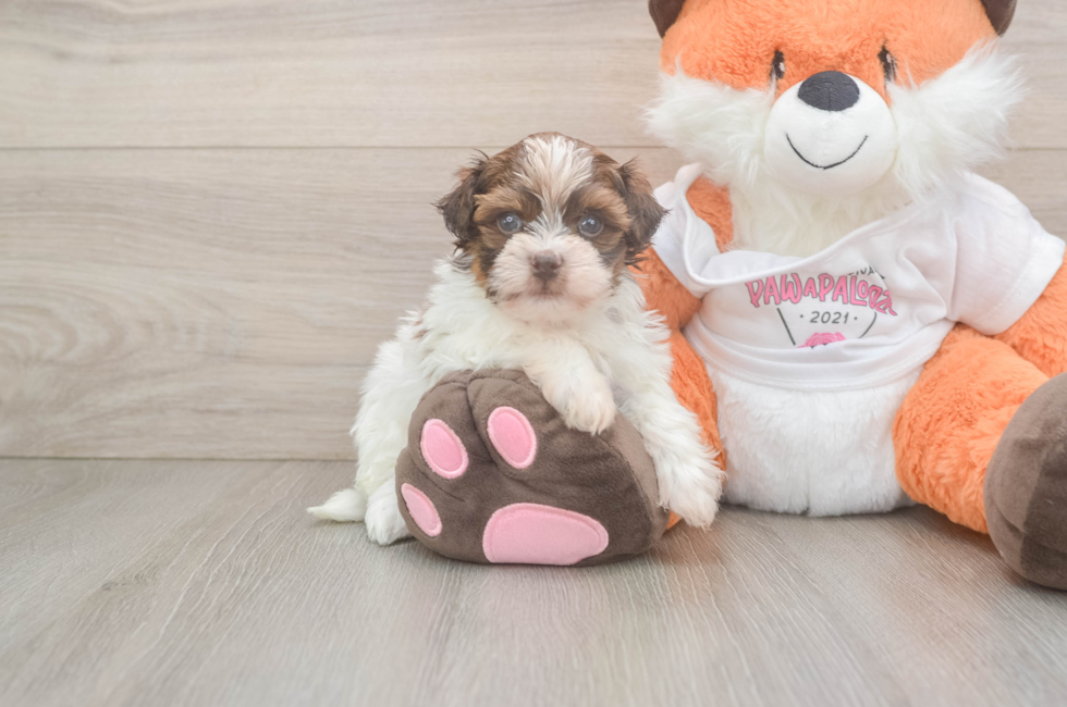 5 week old Havapoo Puppy For Sale - Windy City Pups