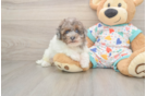 Best Havapoo Baby