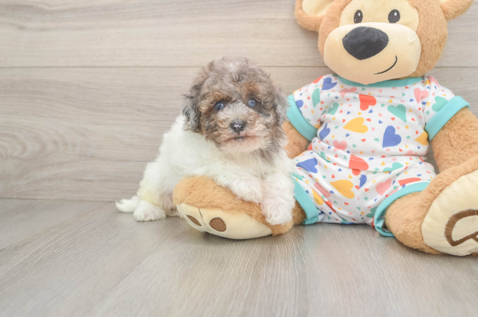5 week old Havapoo Puppy For Sale - Windy City Pups
