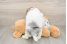 Havapoo Puppy for Adoption