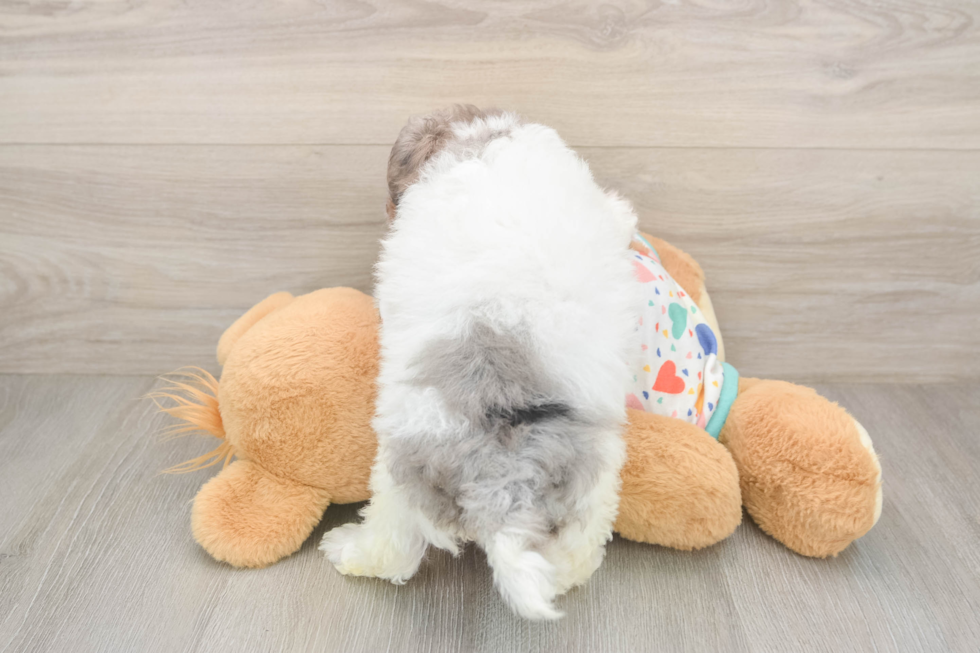 Havapoo Puppy for Adoption