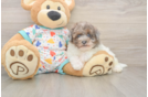 Cute Havapoo Baby
