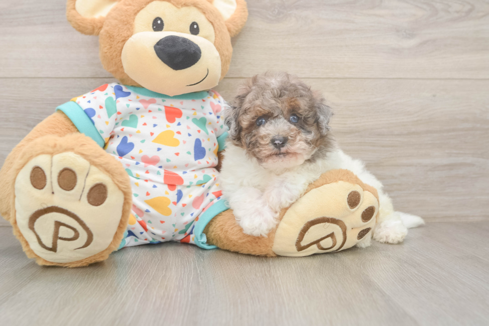 Cute Havapoo Baby