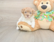 7 week old Havapoo Puppy For Sale - Windy City Pups